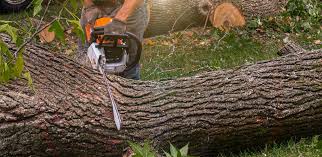 Best Tree Cabling and Bracing  in North Fork, CA