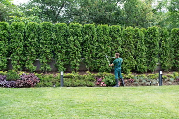 Best Stump Grinding and Removal  in North Fork, CA
