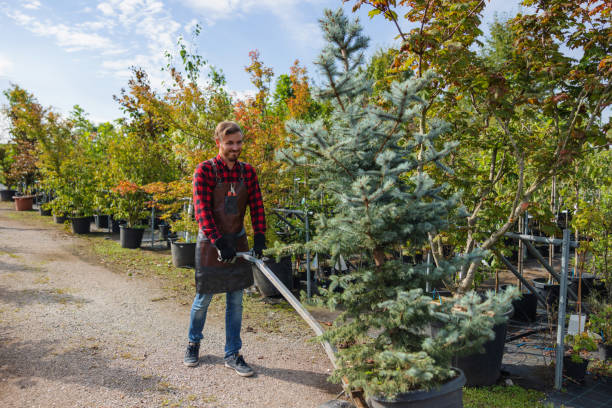 Best Aeration Services  in North Fork, CA