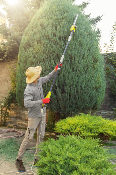 Professional Tree Removal in North Fork, CA